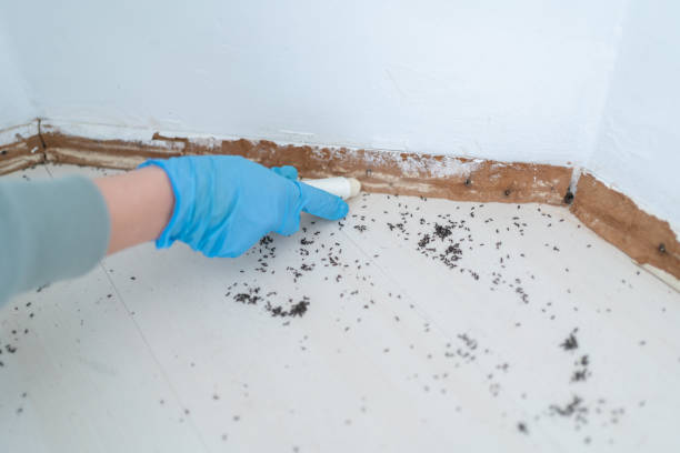 Best Bed Bug Extermination  in San Elizario, TX